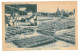 KOR 5 - 15436 KAIJO, Gisseng Plantation, South Korea - Old Postcard - Unused - Korea, South