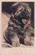 UR Nw41- CARTE PHOTO YLLA - CHIOT CHOW CHOW  - Dogs