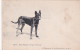 UR Nw41- CHIEN BERGER BELGE MALINOIS - CARTE PHOTO NOBECOURT , PARIS - Chiens