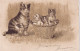 UR Nw44- CHATTE ET CHATONS DANS PANIERE - ILLUSTRATEUR - DORURE - CARTE PUBLICITAIRE CHICOREE CASIEZ BOURGEOIS - Chats