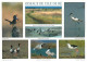 ILE DE Ré  Les Oiseaux  Des Marais  42 (scan Recto-verso)MA2288 - Ile De Ré