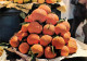 Recette  Les  Oranges De NABEUL Tunisie  24   (scan Recto-verso)MA2288Bis - Recettes (cuisine)