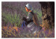  Femme  Cueillant La Lavande Provencale  7 (scan Recto-verso)MA2293Und - Women