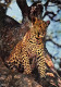 TOGO  TCHAMBA SOKODE Leopard  3   (scan Recto-verso)MA2295Und - Togo