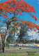 île MAURICE  Flamboyants Mauritius  6   (scan Recto-verso)MA2296 - Mauritius