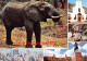 South Africa   Elephant  Cape Town  Johannesburg Pretoria Durban 27 (scan Recto-verso)MA2296 - Zuid-Afrika