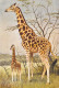 GIRAFE Giraffe Giraffa Camelopardalis  Afrique Tropicale  Dessin Aquarelle P.BARRUEL    47 MA2299Bis - Girafes