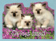CP Chats - Chatons - On Vous Attend - Collection As De Cœur - Chats