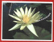 Fleur Nénuphar 2scans 08-10-2010 -  10,1 Cm X 13,3 Cm - Blumen
