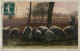Schafe Sheep - Autres & Non Classés