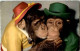 Monkey Affen - Singes