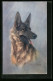 Künstler-AK Portrait Eines Schäferhundes  - Dogs