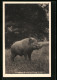 AK Wildschwein (Keiler) Im Lainzer Tiergarten  - Pigs