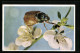 AK Maikäfer Auf Apfelblüte, Makro-Foto  - Insectes