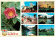 73628577 Alberta  Wild Rose The Provincial Flower Alberta  - Unclassified