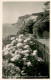 73620471 Shanklin Hydrangeas Keats Green And Dunnose Head Coast Shanklin - Andere & Zonder Classificatie