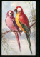 AK Papageienpaar Auf Einem Ast  - Vogels
