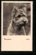 AK Portrait Eines Kleinen Schnauzers  - Hunde