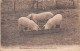 TH-ANIMAUX COCHONS-N° 4452-E/0071 - Cerdos