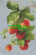 R558927 Strawberry. Wildt And Kray. Series 1024 - Monde