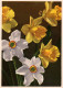 H1822 - Glückwunschkarte Blumen Narzissen - Erhard Bunkowsky - Flowers