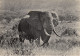 VIEIL ELEPHANT SOLIDAIRE CONGO BELGE - Elephants