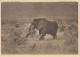 OLIFANTEN EDWARD MEER VLAAAKTE  ELEPHANT CONGO BELGE - Elephants