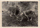 FELIS LEO  LION CONGO BELGE - Lions