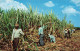 FRANCE - Cutting Sugar Cane In Martinique - La Coupe De La Canne à Sucre à La Martinique - Carte Postale Ancienne - Autres & Non Classés