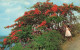 FRANCE - Martinique - L'Ile Aux Fleurs : Flamboyant Et Bougainvillée - Animé - Carte Postale Ancienne - Otros & Sin Clasificación