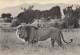 LION  MALE VISTSHUMBI  PLAINE DU LAC EDWARD CONGO BELGE - Lions