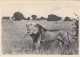 LION  VITSHUMBI  PLAINE DU LAC EDWARD CONGO BELGE - Lions