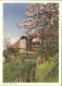 12031818 Brione Baumbluete Heimatbilder Brione - Sonstige & Ohne Zuordnung
