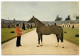 QUIRINAL - Cheval De Selle Français Au Haras De Saint Lo - Horses