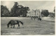 England Lyndhurst New Forest Ponies - Other & Unclassified