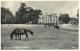 England Lyndhurst New Forest Ponies - Sonstige & Ohne Zuordnung