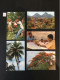 LOT 1: 5 Cartes Postales Anciennes De MARTINIQUE. Bon état. - Autres & Non Classés