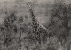 GIRAFFE  CONGO BELGE - Girafes