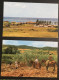 LOT 10: 5 Cartes Postales Anciennes De MARTINIQUE. Bon état. - Other & Unclassified