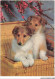 AV-BFP2-0728 - ANIMAUX - Chien - Deux Chiots Dans Un Panier En Osier COLLEY - Dogs