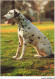 AS#BFP1-0039 - Animaux - Chien - Dalmatien Assis - Hunde