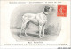 AV-BFP2-0727 - ANIMAUX - Chien - Race Pointer, Roxanne De Croutelle - Illustrations Du Journal L'Acclimatation - Hunde