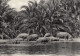 HIPPOPOTAMES BUGUGUPLAINE DU LAC EDOUARD CONGO BELGE - Flusspferde