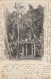 ALG149  --   ALGER  --  ETUDE DE COCOTIER  --   JARDIN D " ESSAI  --  1902 - Autres & Non Classés