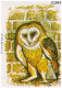 BARN OWL, OWLS, Hibou, Eule, Uil, Birds, Kingfisher Bird, Animal, Pictorial Cancellation Cape Verde FDC - Eulenvögel