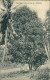 TANZANIA - ZANZIBAR - CLOVE TREE AT ZANZIBAR - PHOTO. COUTHINHO & SONS - 1910s  (12603) - Tansania