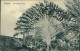 TANZANIA - ZANZIBAR - TRAVELLERS' PALM - PHOTO. COUTHINHO & SONS - 1910s  (12604) - Tanzania