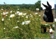 CPM - ÂNE - Asinerie Du DOLMEN - La Meignanne LONGUENÉE En ANJOU ... - Donkeys