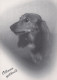 DOG Animals Vintage Postcard CPSM #PAN972.A - Dogs