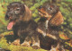 DOG Animals Vintage Postcard CPSM #PAN657.A - Dogs